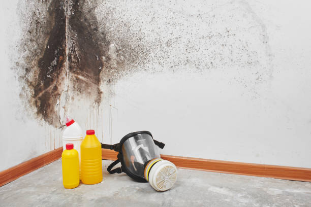 Best Professional Mold Removal  in Olmos Park, TX