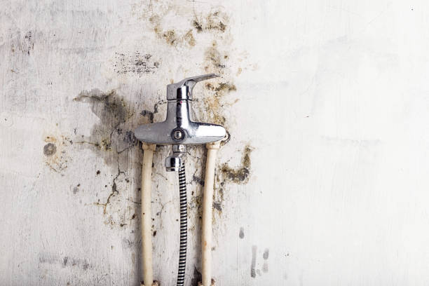 Best Mold Remediation Services  in Olmos Park, TX
