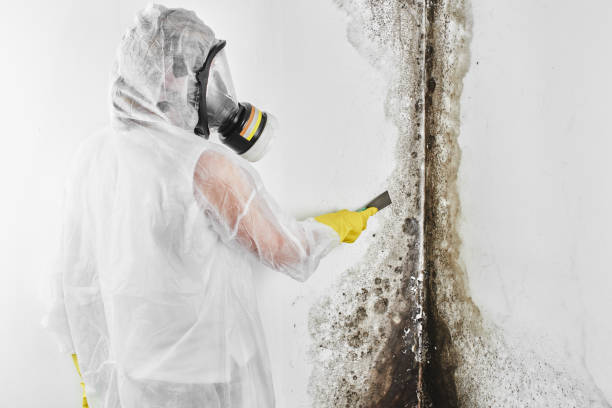 Best Residential Mold Removal  in Olmos Park, TX