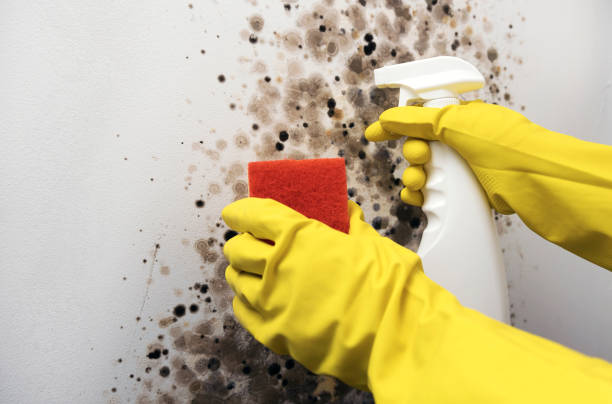 Best Emergency Mold Removal  in Olmos Park, TX