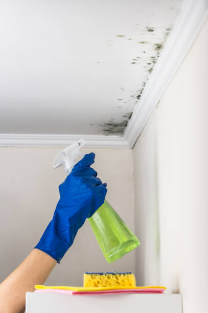 Best Black Mold Removal  in Olmos Park, TX